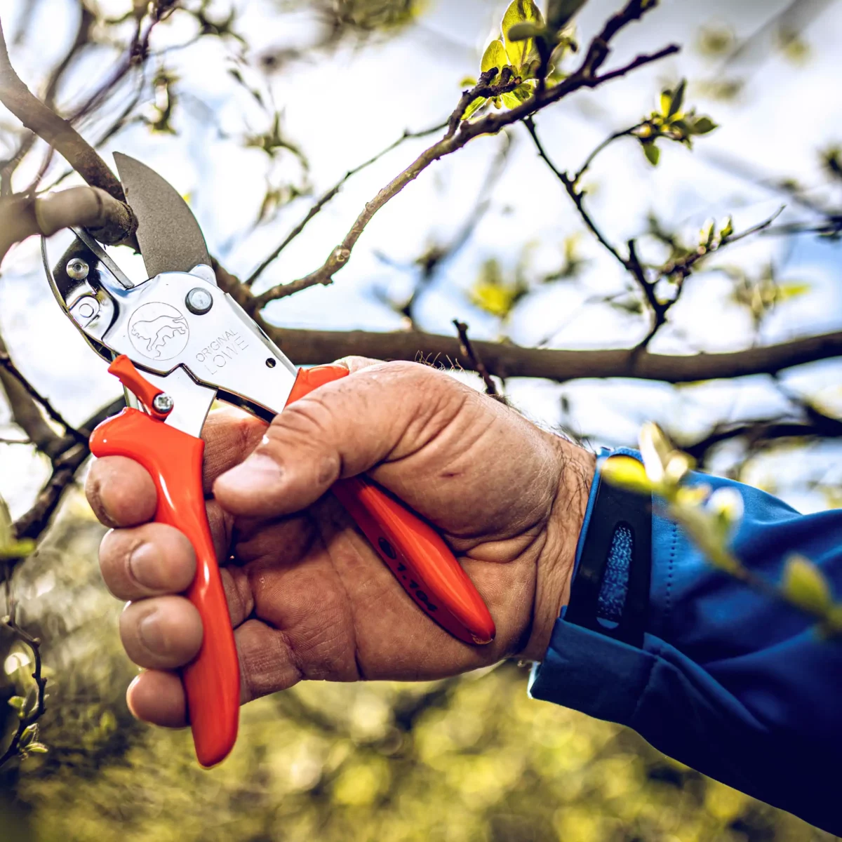 Secateurs Lion 1.104
