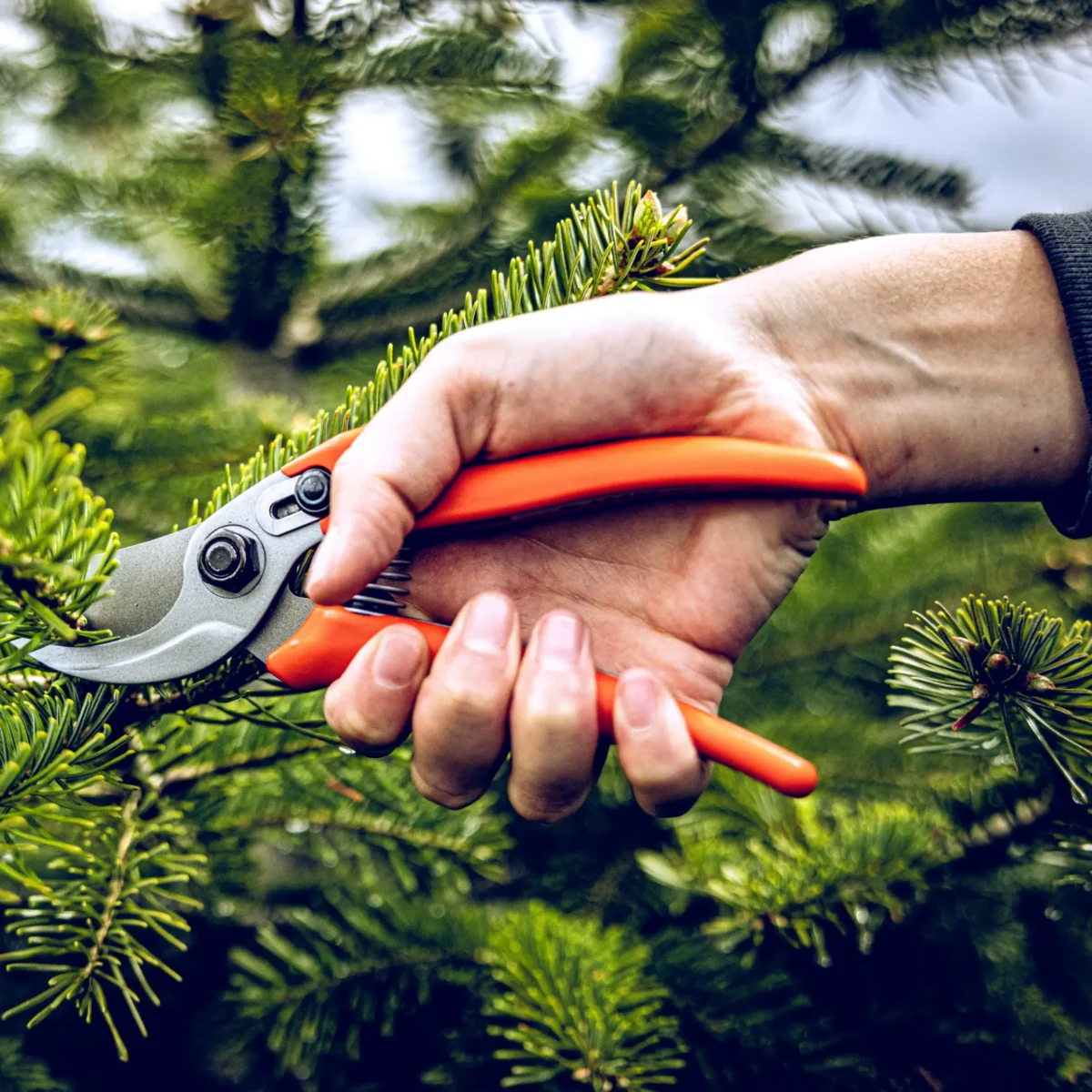 Zahradní nůžky Löwe 14.104 Economic Clean Cut