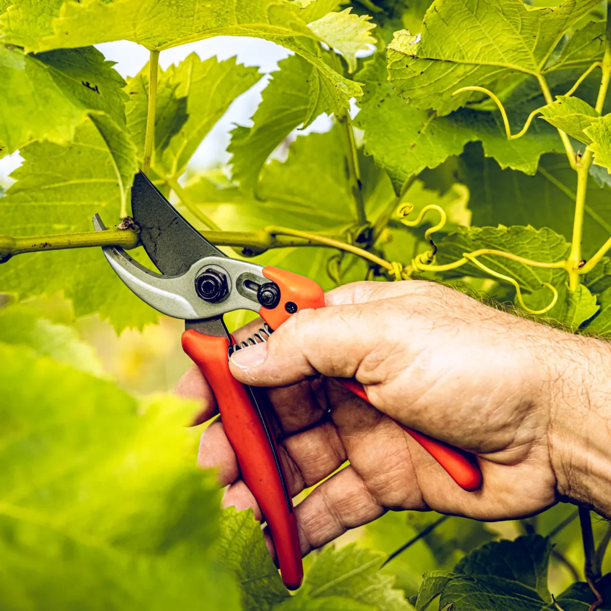 Zahradní nůžky Löwe 14.104 Economic Clean Cut