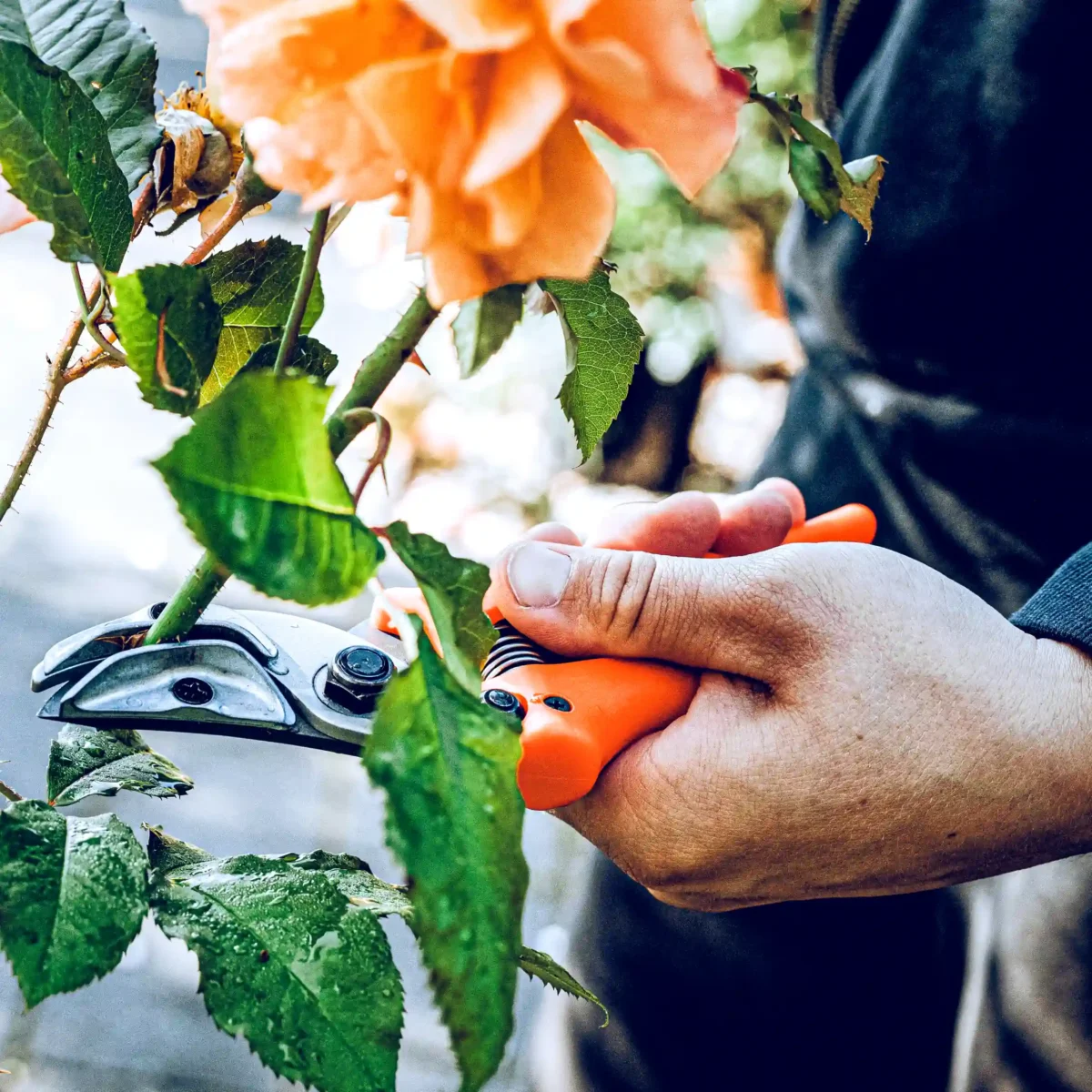Originální prezentační nůžky Löwe na růže